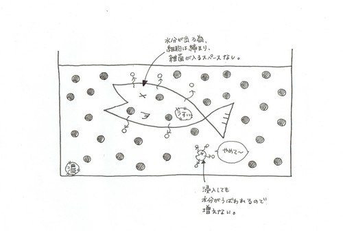 浸透圧2.jpg